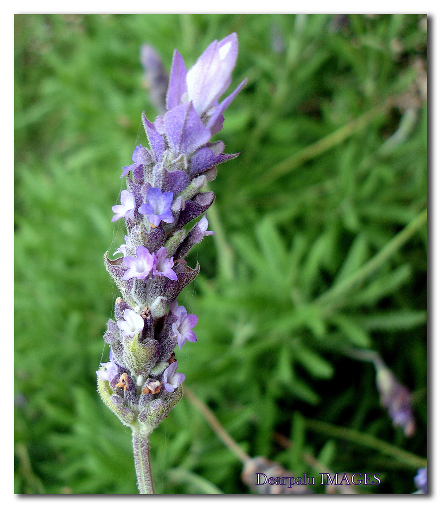 اسطوخودوس دارویی